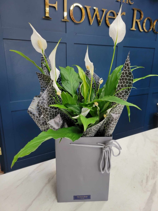 Peace Lily