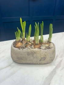 Modern Bulb Planter