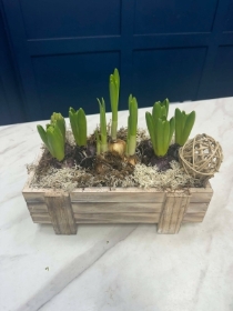 Spring Bulb Planter